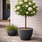 Kalina anglická (Viburnum carlcephalum) - výška 130-150, kont. C4L - NA KMIENKU